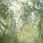 Saison des pluies au Mexique : comprendre le climat et s’y préparer dieu de la pluie mexique