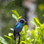 Saison des pluies à Cancún : comprendre le climat pour mieux choisir ses vacances Mexique saison des pluies