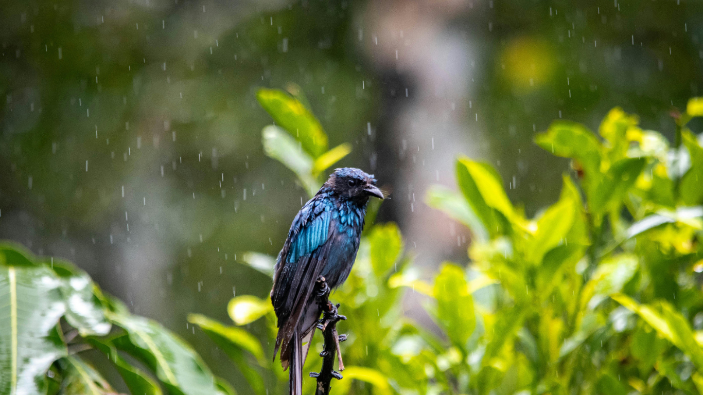 Mexique saison des pluies