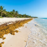 Algues sargasses au Mexique : prévisions et solutions Plage de sable blanc au Mexique jonchée d'une grande quantité d'algues sargasses brunes sous un ciel bleu dégagé.